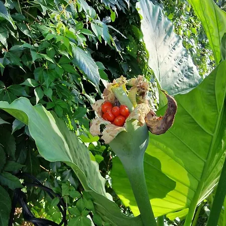 Murko P-2 Διαμέρισμα